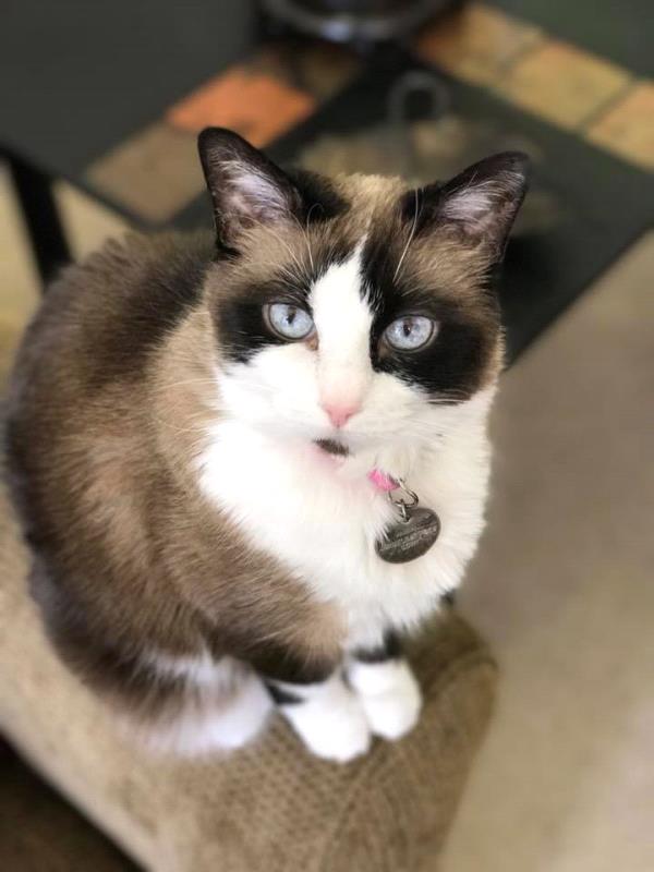 /Images/uploads/Humane Society of Utah/HSU2018/entries/4237thumb.jpg